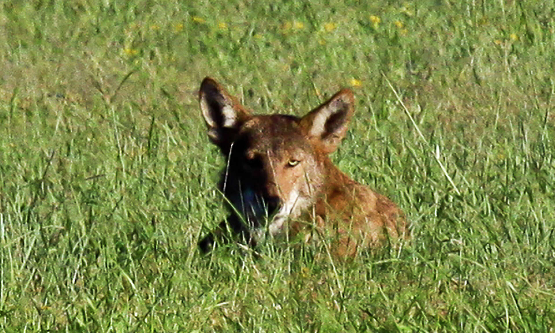 Extinct Canids Wild canids carry DNA of “extinct” red wolves