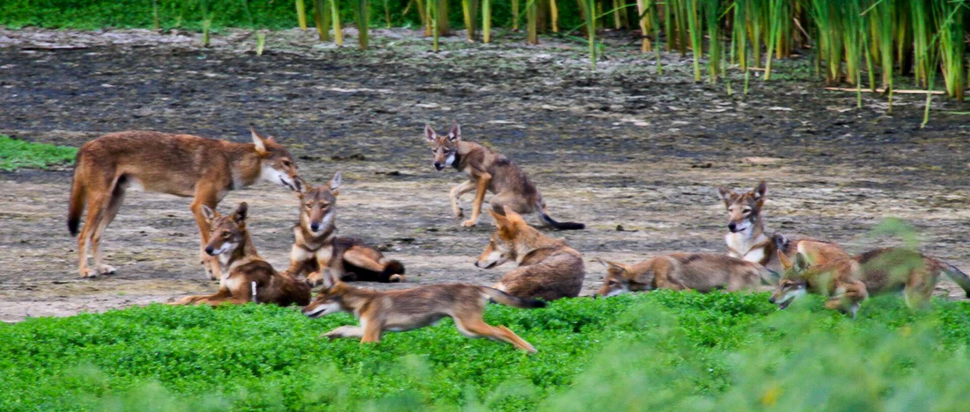 Wild canids carry DNA of “extinct” red wolves