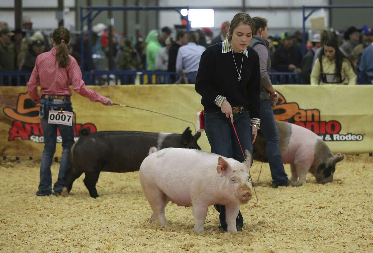 Youth livestock show still heart of the San Antonio rodeo