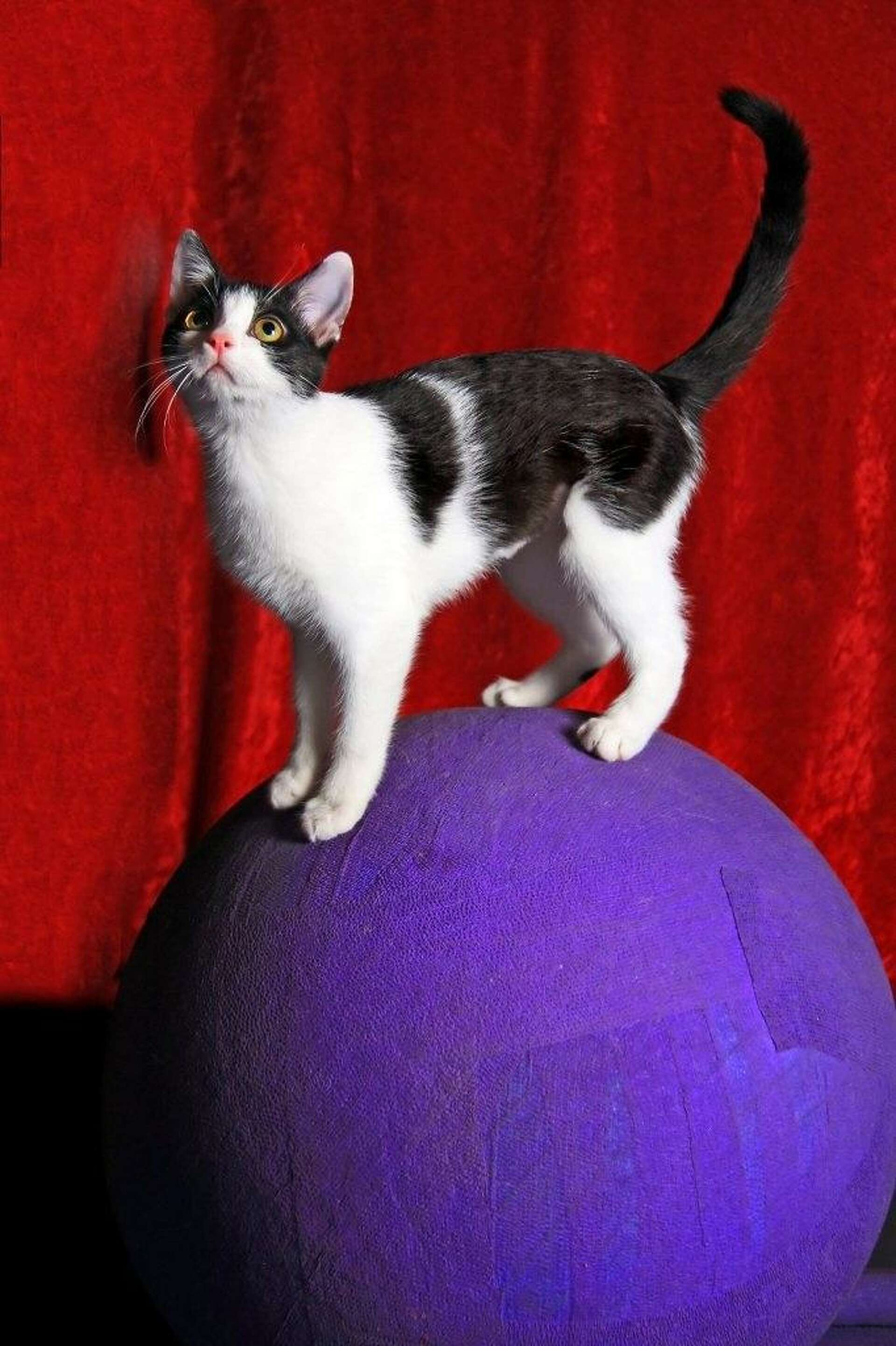 16 things to know about the Amazing Acro-Cats, 'fur real', image size:1920x2883