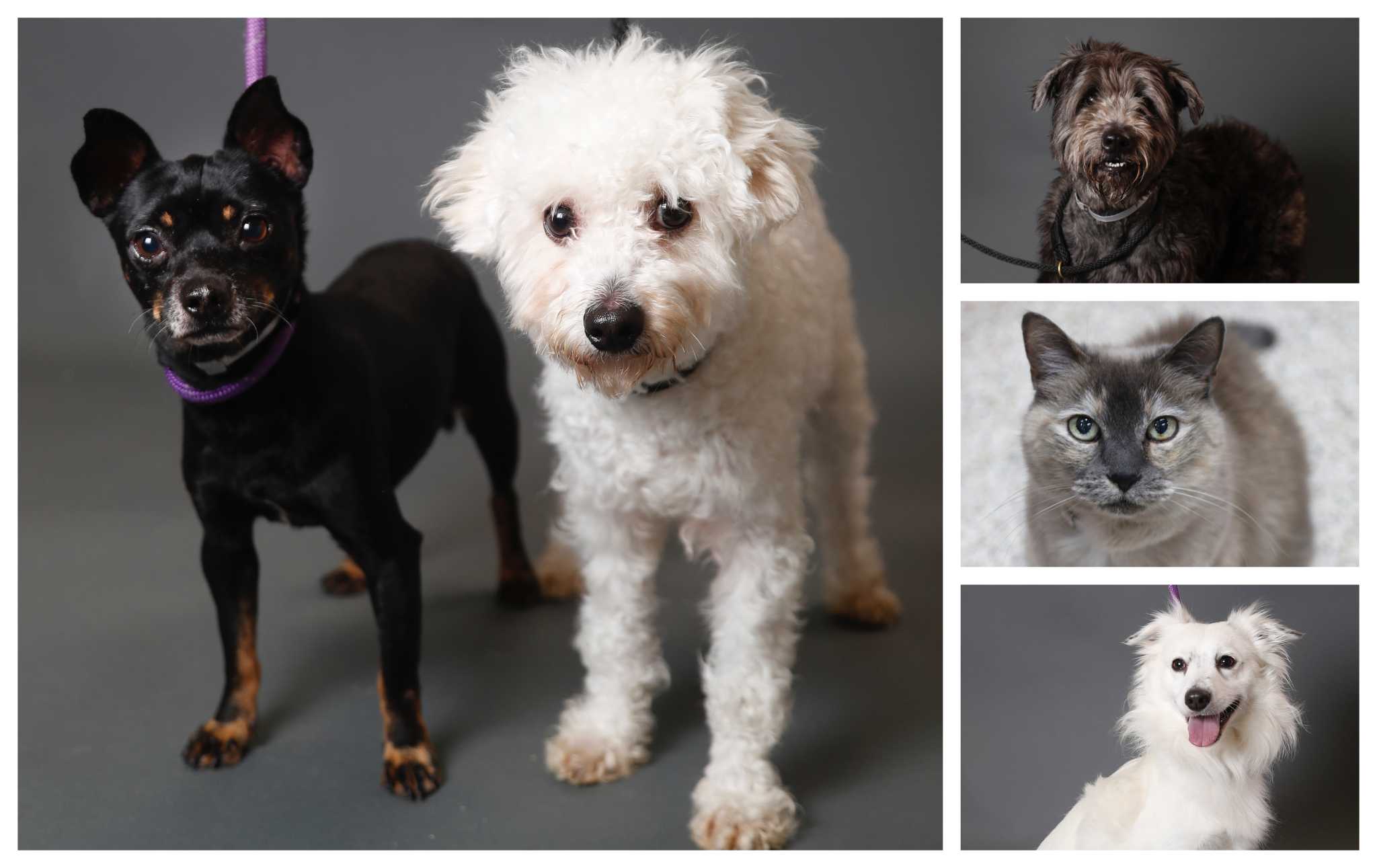 Pets of the Week Houston Humane Society
