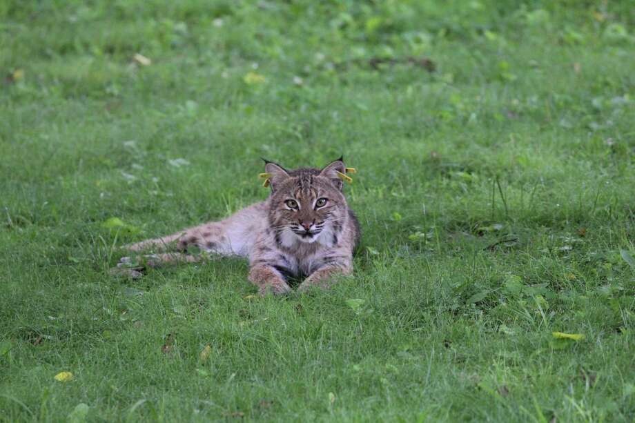 Bobcats in Bridgeport? You bet Connecticut Post
