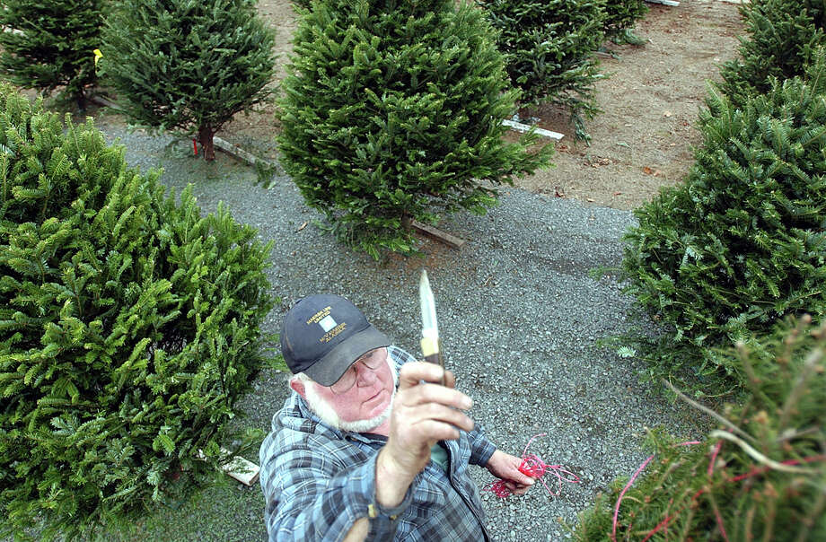 Christmas Tree Season Underway NewsTimes
