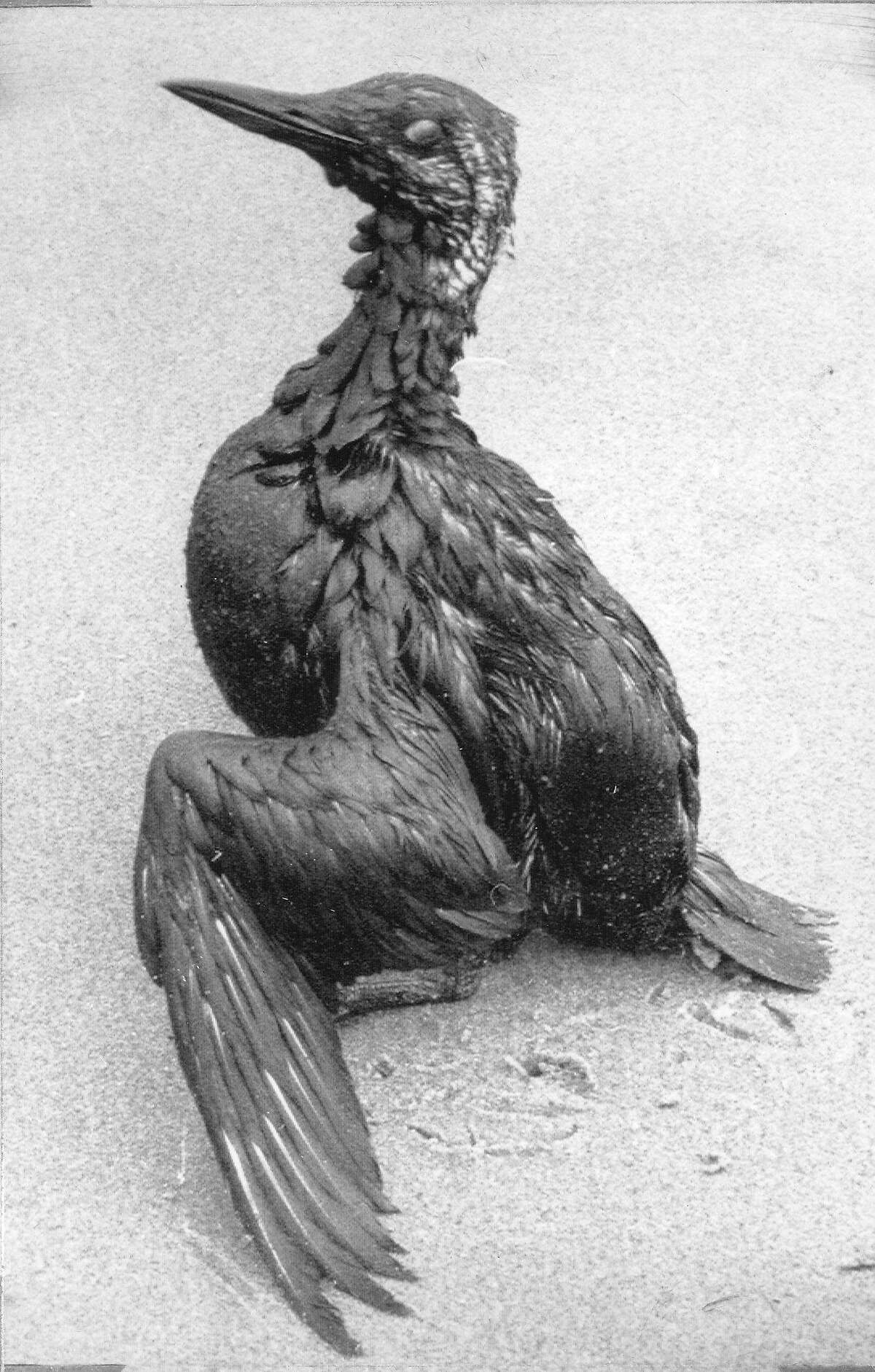 A California Murre, one of many birds found covered in oil at Santa Barbara Channel, after oil seepage caused by a a natural gas blowout, January 31, 1969 United Press International photo ran 2/1/1969, p. 12