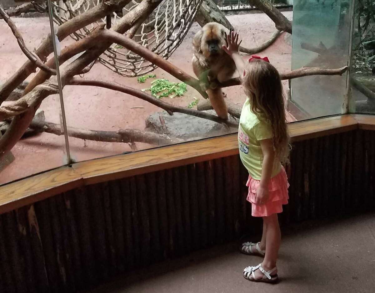 Bridgeport S Beardsley Zoo Oldest Howler Monkey In Captivity Dies