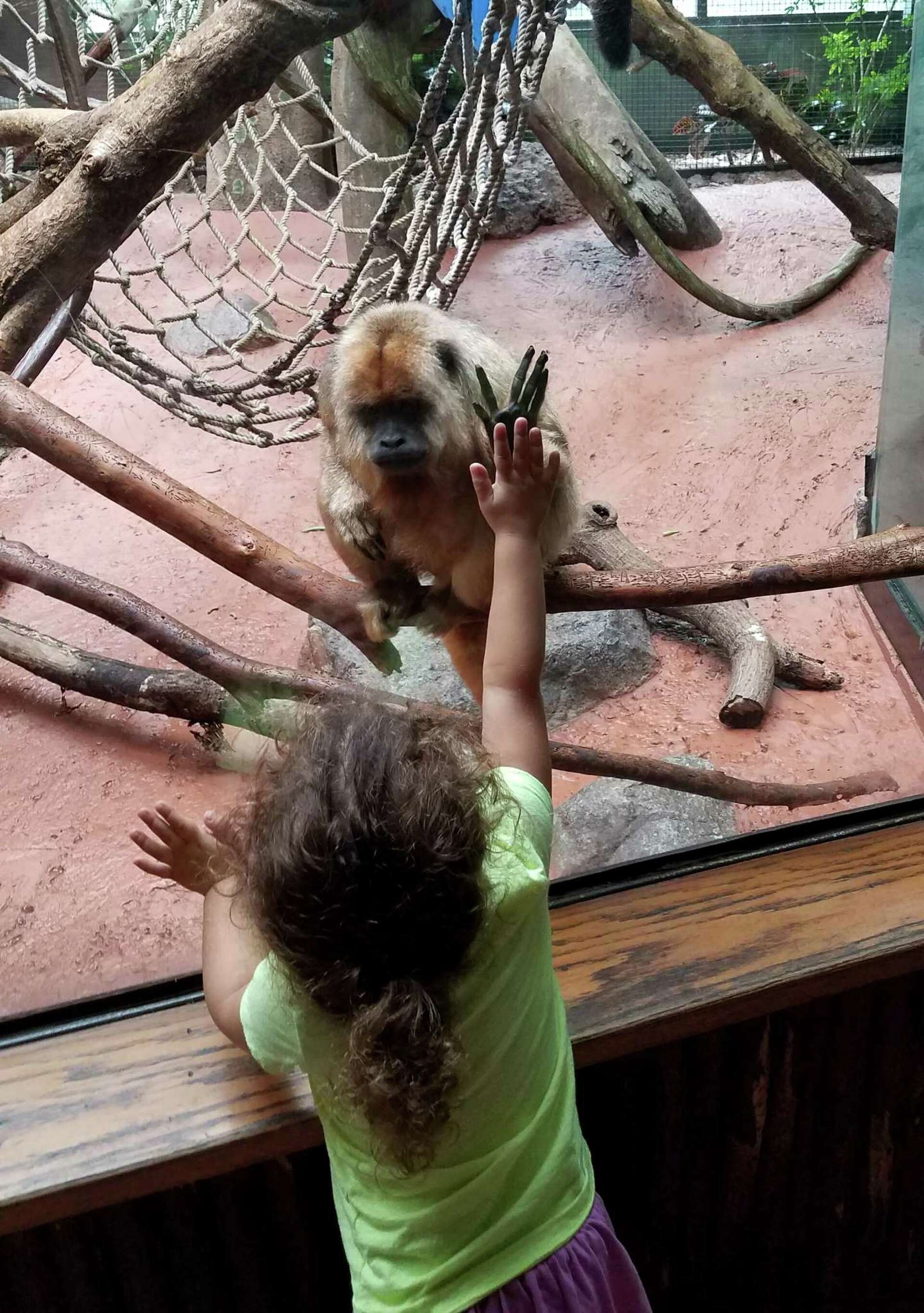Bridgeport's Beardsley Zoo: Oldest howler monkey in captivity dies