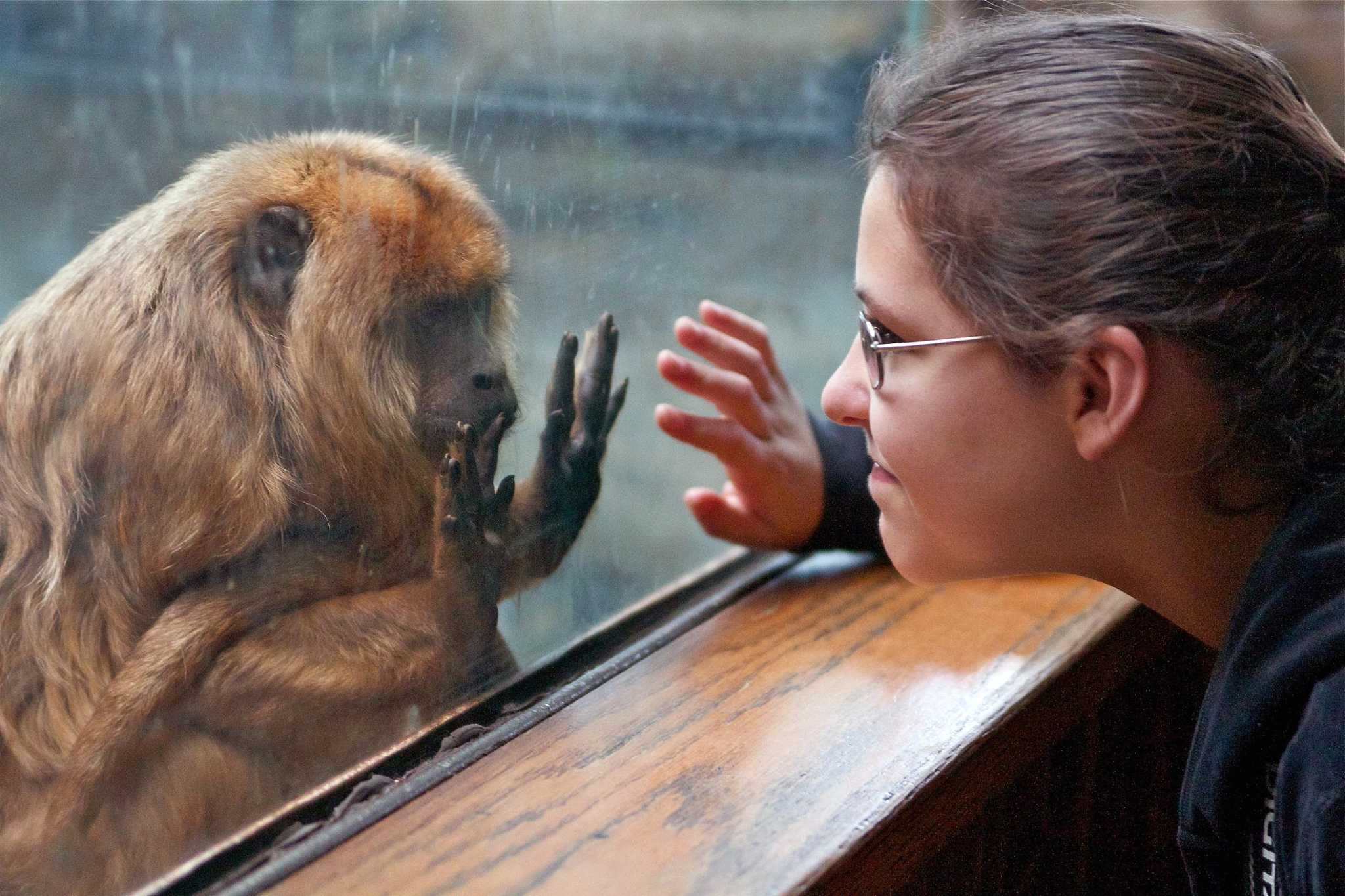 Bridgeport's Beardsley Zoo: Oldest howler monkey in captivity dies