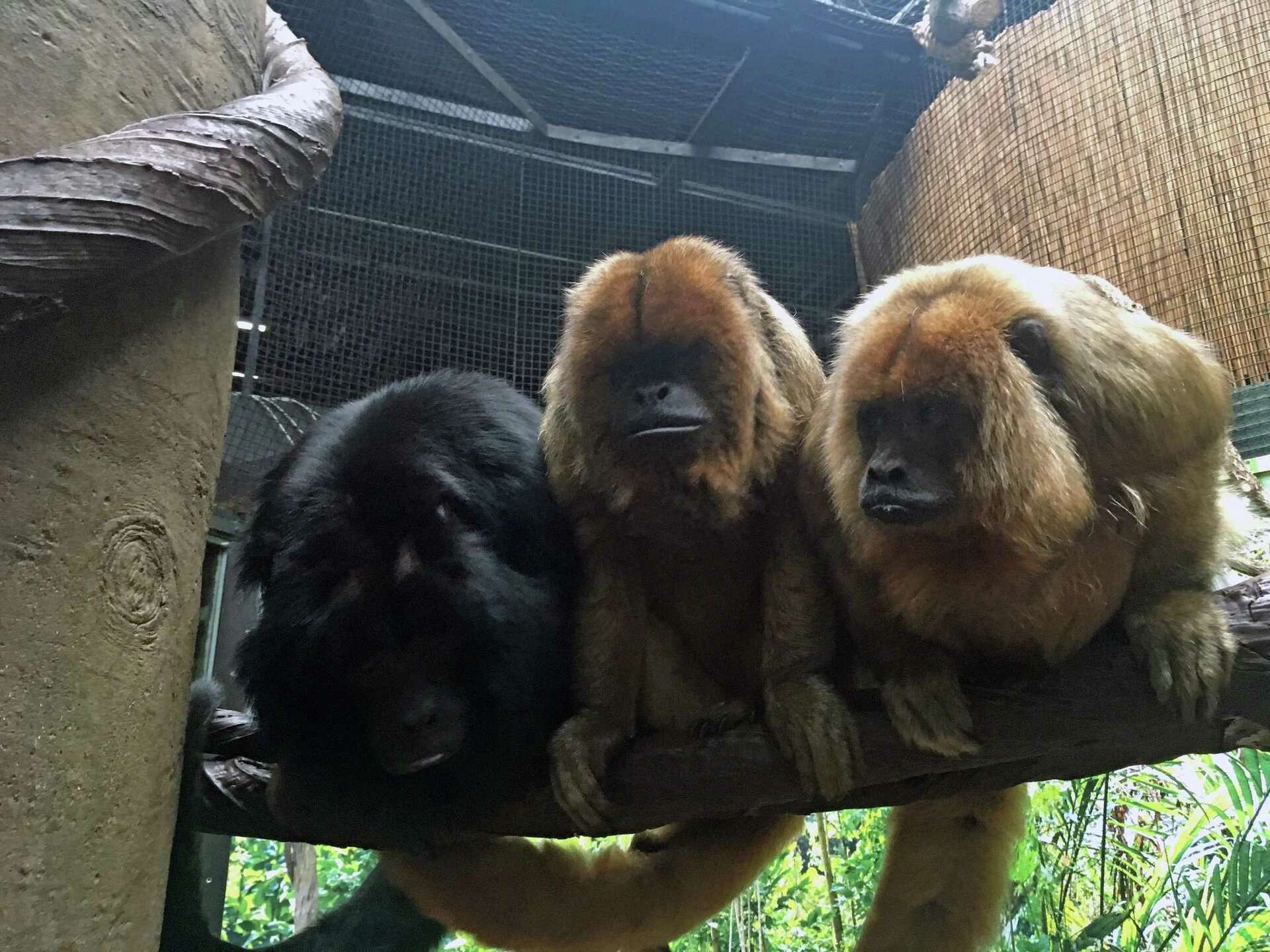 Bridgeport's Beardsley Zoo: Oldest howler monkey in captivity dies