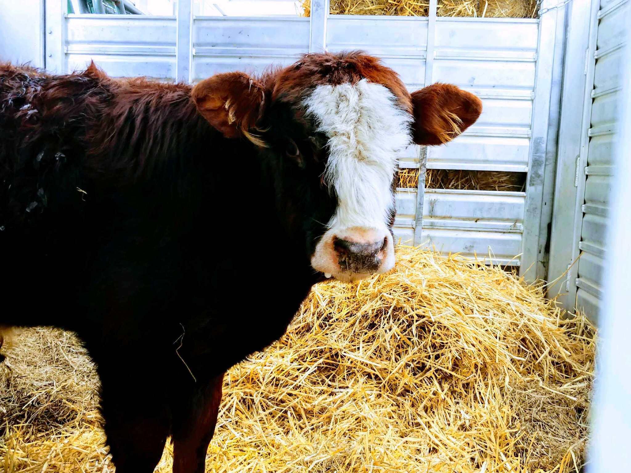 After weeks on the lam, wandering cow rescued in woods