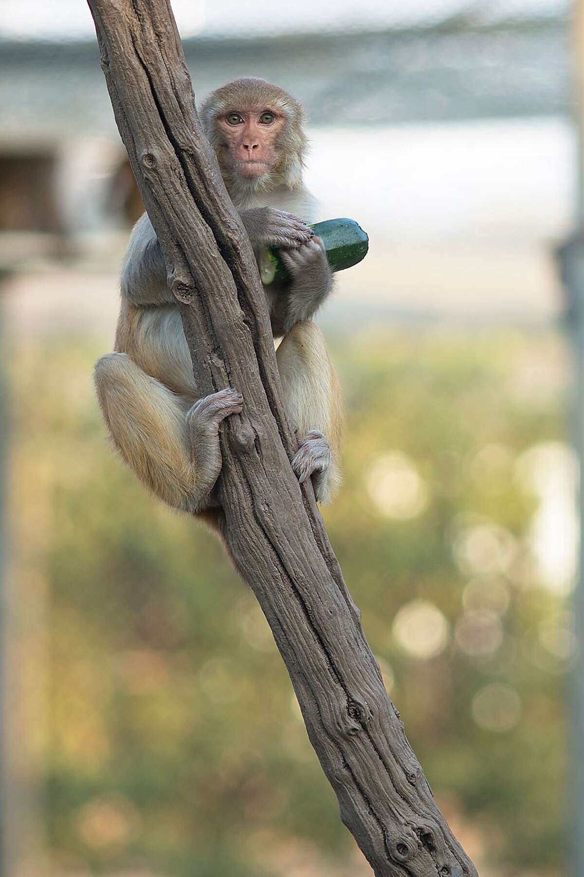 A monkey munches on a zucchini at the California National Primate Research Center at UC Davis, which relies on primates for medical and behavioral studies.