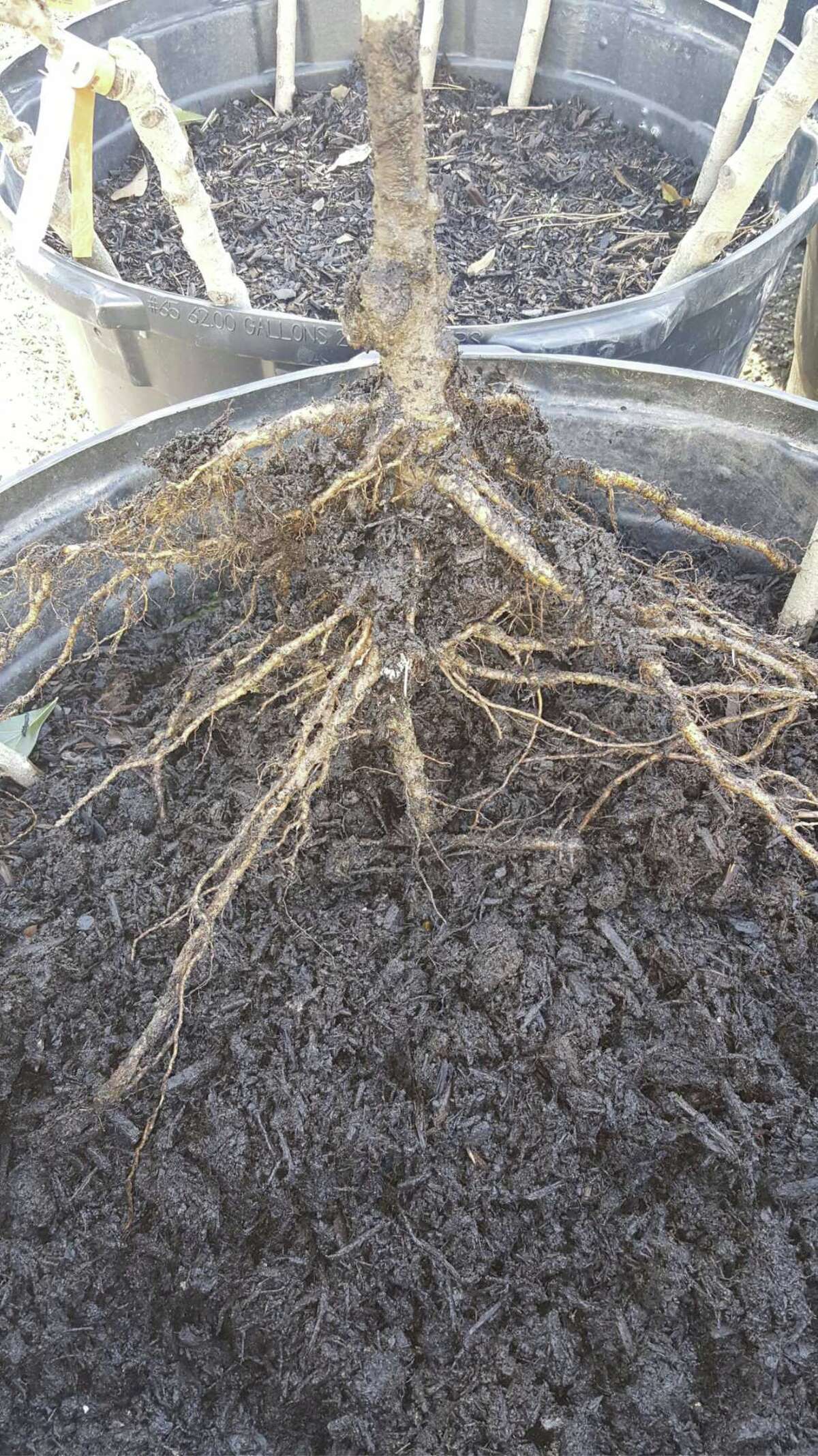 Potter Care before plating bareroot fruit trees