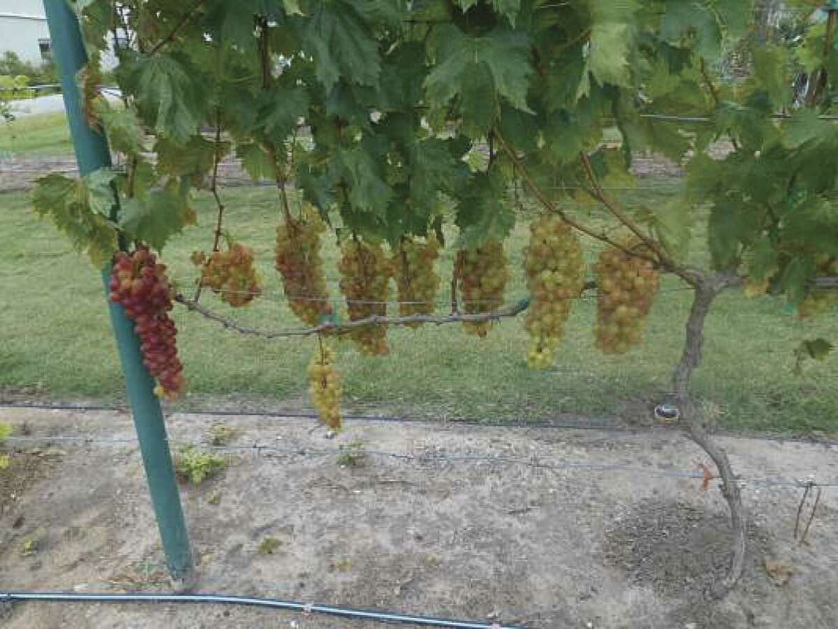 Master Gardener About time to prune grape vines