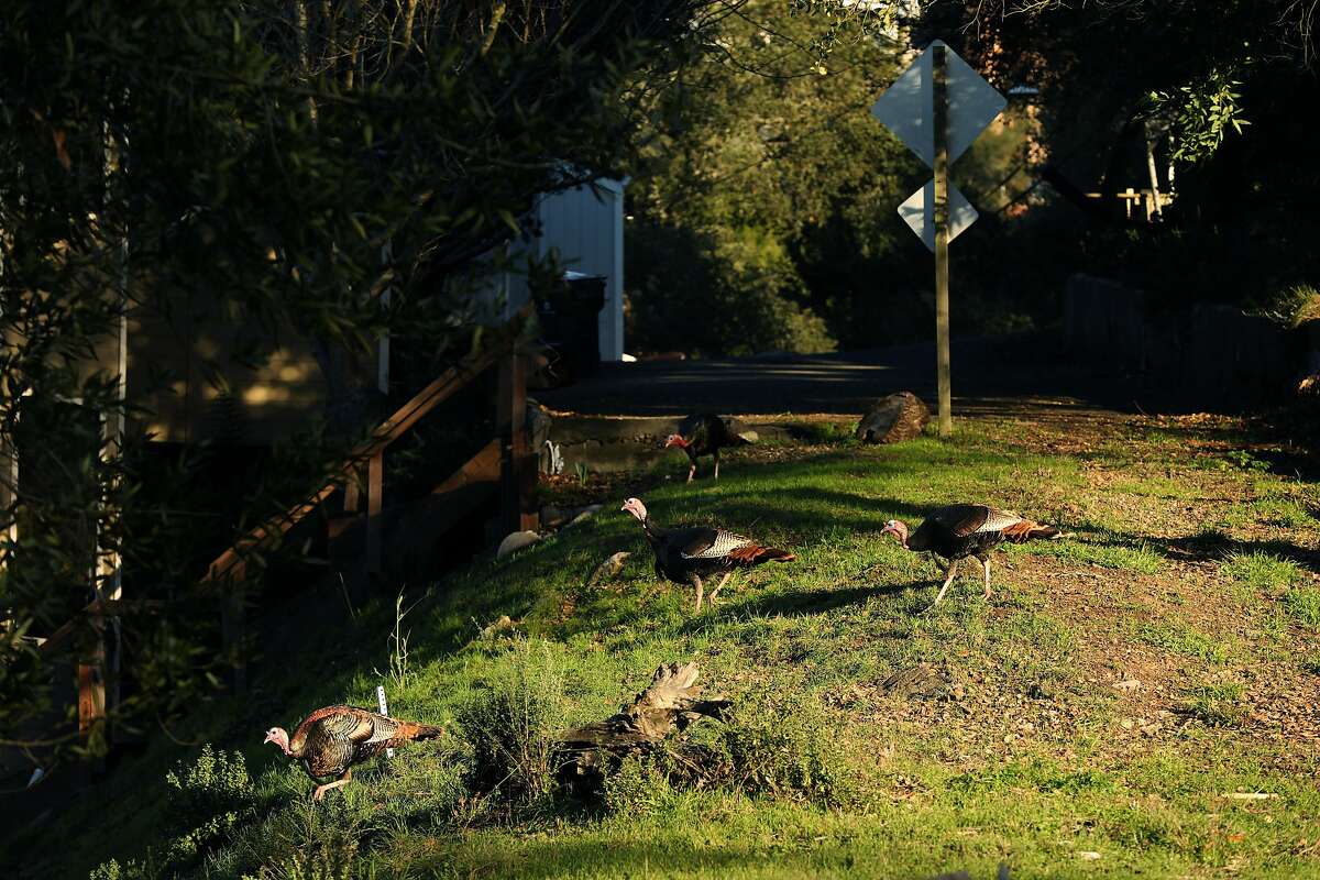 Turkeys cross over to a vacant lot on Oakwood Court in Montclair, Calif., on Wednesday, January 23, 2019. Oakland has a new tax on vacant properties. Starting this year, any property in Oakland that is used less than 50 days a year will be subject to a tax. This includes commercial, residential and raw land. There are some exceptions, such as for very low income people. The city sent a letter to property owners who may be subject to the tax and many are confused and upset. "I hope there's a class action lawsuit to stop this," said Mel Copland, 71, a broker with Alain Pinel Realtors. "To be fair, I don't think they should take on an individual group of people to support the city of Oakland. If the voters vote on it, the whole city should pay for it. It should not be just people with vacant lots. You're taking on people, you know, had these lots for 30 some odd years. It's not fair."