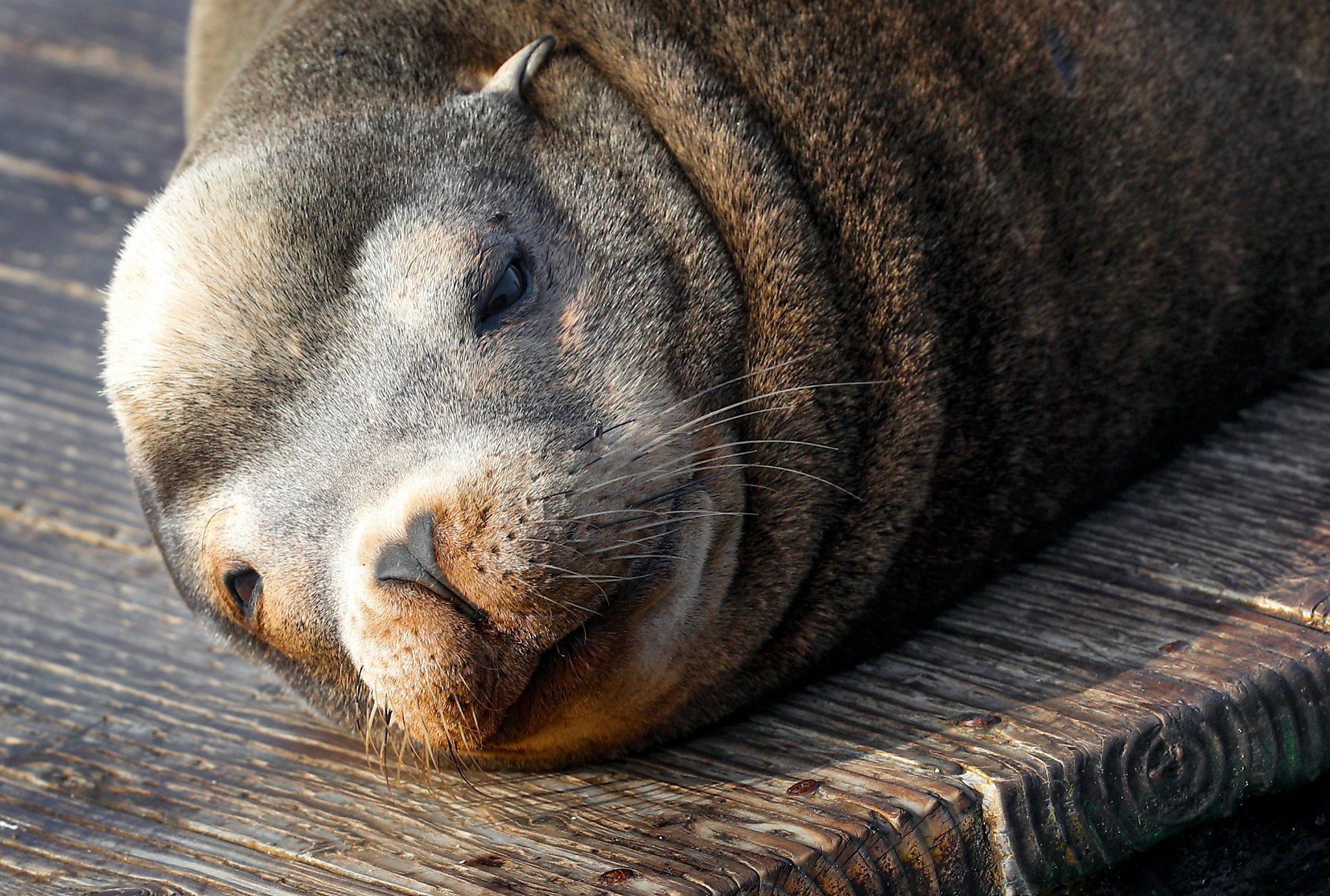 Sea lions are attacking swimmers in the San Francisco Bay