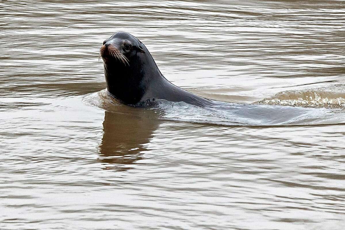 It's now legal to kill sea lions that threaten salmon in the Pacific  Northwest