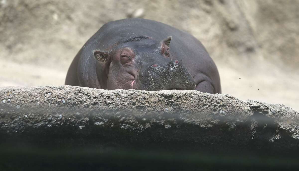 Timothy the Hippo basks in the sun Wednesday, March 14, 2018, at the San Antonio Zoo. The mammal, who lives at the zoo with his grandmother, will turn 4 in April. Recently, he sent a mariachi serenade to the love of his young life, 2-year-old Fiona, who lives in the Cincinnati Zoo.