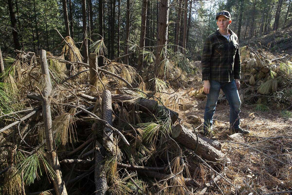 Terra Fuego executive director Steve Graydon checks out the unburned slash piles along a fuel break off of Dole Mill Ridge on Wednesday, Jan. 23, 2019, in Forest Ranch, Calif. The Terra Fuego project included a 100-acre shaded fuel break and 125-acre prescribed burn. The treatment is to improve the Butte Creek Watershed and local homes by protecting it against wildfires. The project is stalled because of the government shutdown.