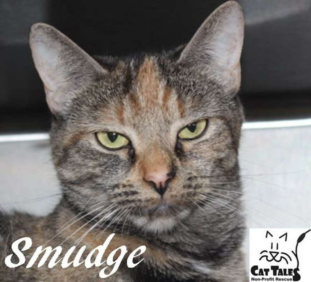 Smudge, a 2-year-old female torti, is ready to go to a new home. She says, “ I'm a very sweet kitty. My owner passed away and sadly, I was left without a home. I'd like a new home with a person or family who will pet and play with me and give me time to adjust to my surroundings. I'd prefer to be your only kitty. Please adopt me as I have so much love to give.”  Visit http://www.CatTalesCT.org/cats/Smudge-2, call 860-344-9043 or email info@CatTalesCT.org. Watch our TV commercial: https://youtu.be/Y1MECIS4mIc