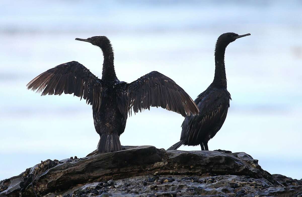 GOLETA, CA - MAY 22: Two birds covered in oil sit on a rock near Refugio State Beach on May 22, 2015 in Goleta, California. California Gov. Jerry Brown declared a State of Emergency after over 100,000 gallons of oil spilled from an abandoned pipeline on the land near Refugio State Beach, spreading over about nine miles of beach within hours. The largest oil spill ever in U.S. waters at the time occurred in the same section of the coast in 1969 where numerous offshore oil platforms can be seen, giving birth to the modern American environmental movement. (Photo by Justin Sullivan/Getty Images)