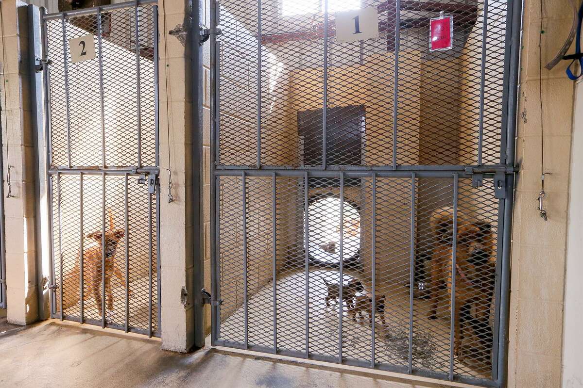 Dogs await adoption at the Kirby-Bexar Animal Facility, 5503 Duffek Dr. in Kirby, on Wednesday, Aug. 2, 2017. MARVIN PFEIFFER/ mpfeiffer@express-news.net