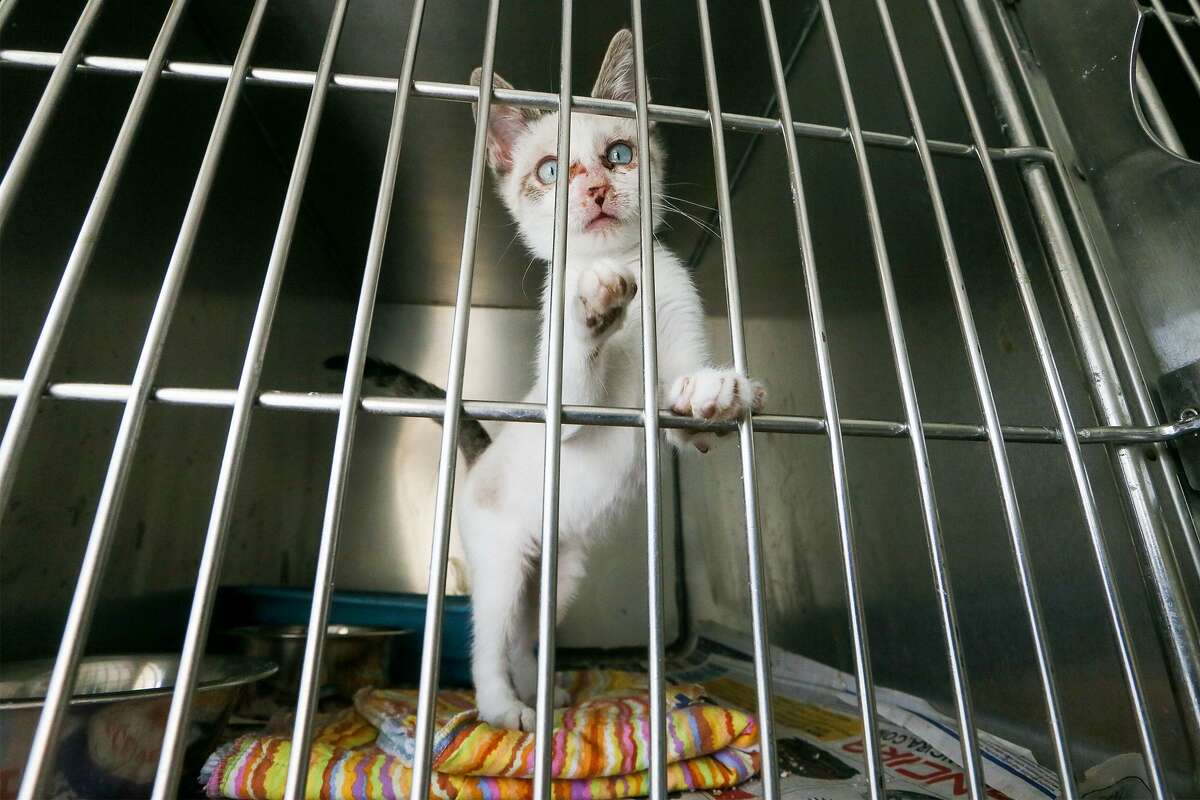 Timmy, a nine-week-old domestic shorthair recovering from an upper resparitory infection at the Kirby-Bexar Animal Facility, 5503 Duffek Dr. in Kirby, on Wednesday, Aug. 2, 2017. MARVIN PFEIFFER/ mpfeiffer@express-news.net