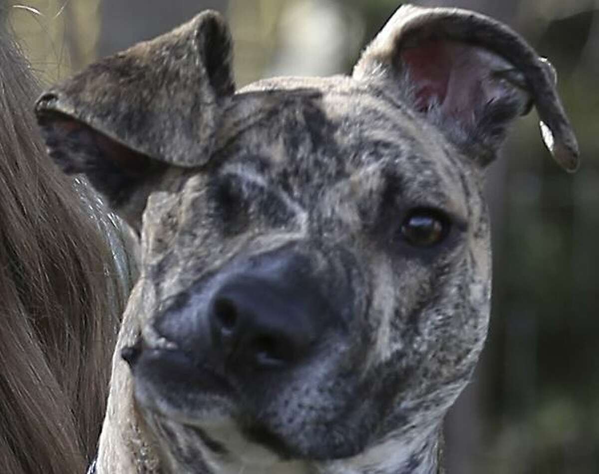 Closeup of Squish, an adopted stray dog that was abused and had to have several surgeries to save him.