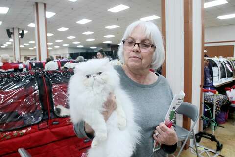Cats Descend On Deer Park For Annual Gulf Coast Feline Foundation