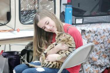 Cats Descend On Deer Park For Annual Gulf Coast Feline