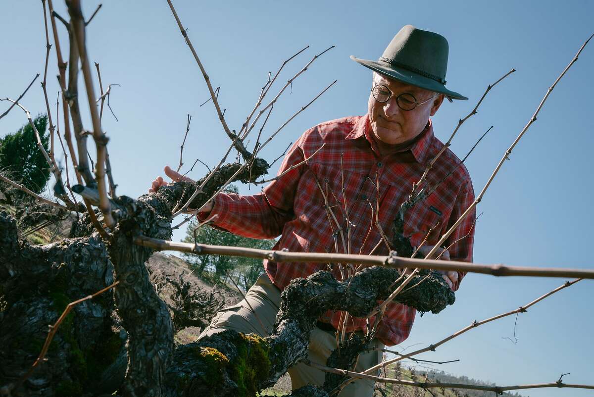 Scott Harvey holds up a grape vine at Vineyard 1869 in Plymouth, Calif., on Thursday, January 24, 2019. Vineyard 1896 celebrates its 150th anniversary as America's oldest documented Zinfandel vineyard.