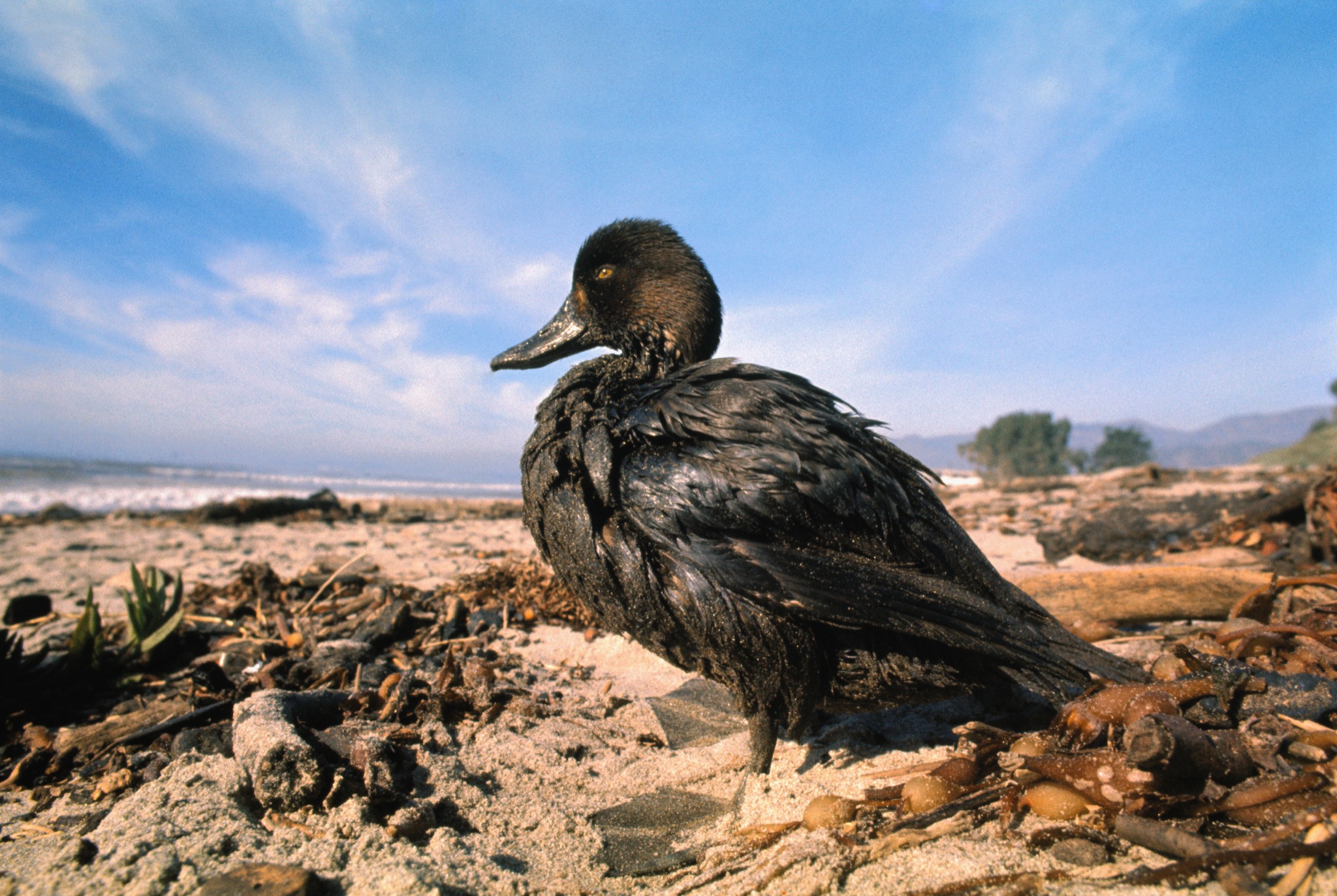 1969 Santa Barbara oil spill