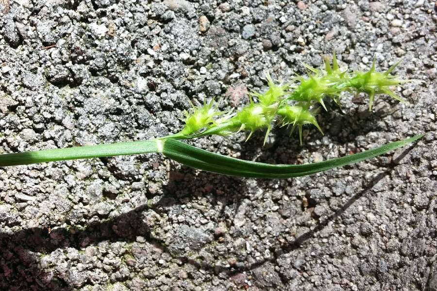 The best way to get rid of sand burs takes a year or two