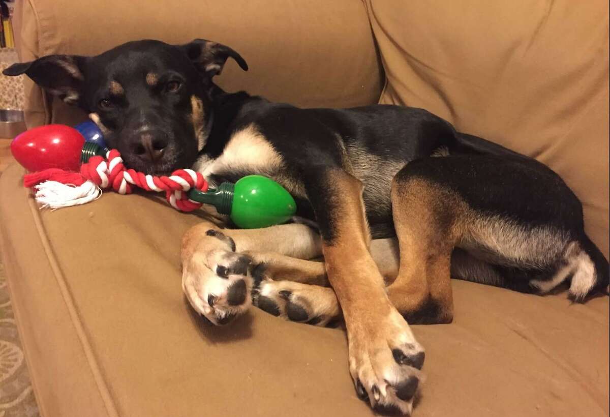 San Antonio shelter dog to star in Animal Planet’s ‘Dog Bowl’ prior to