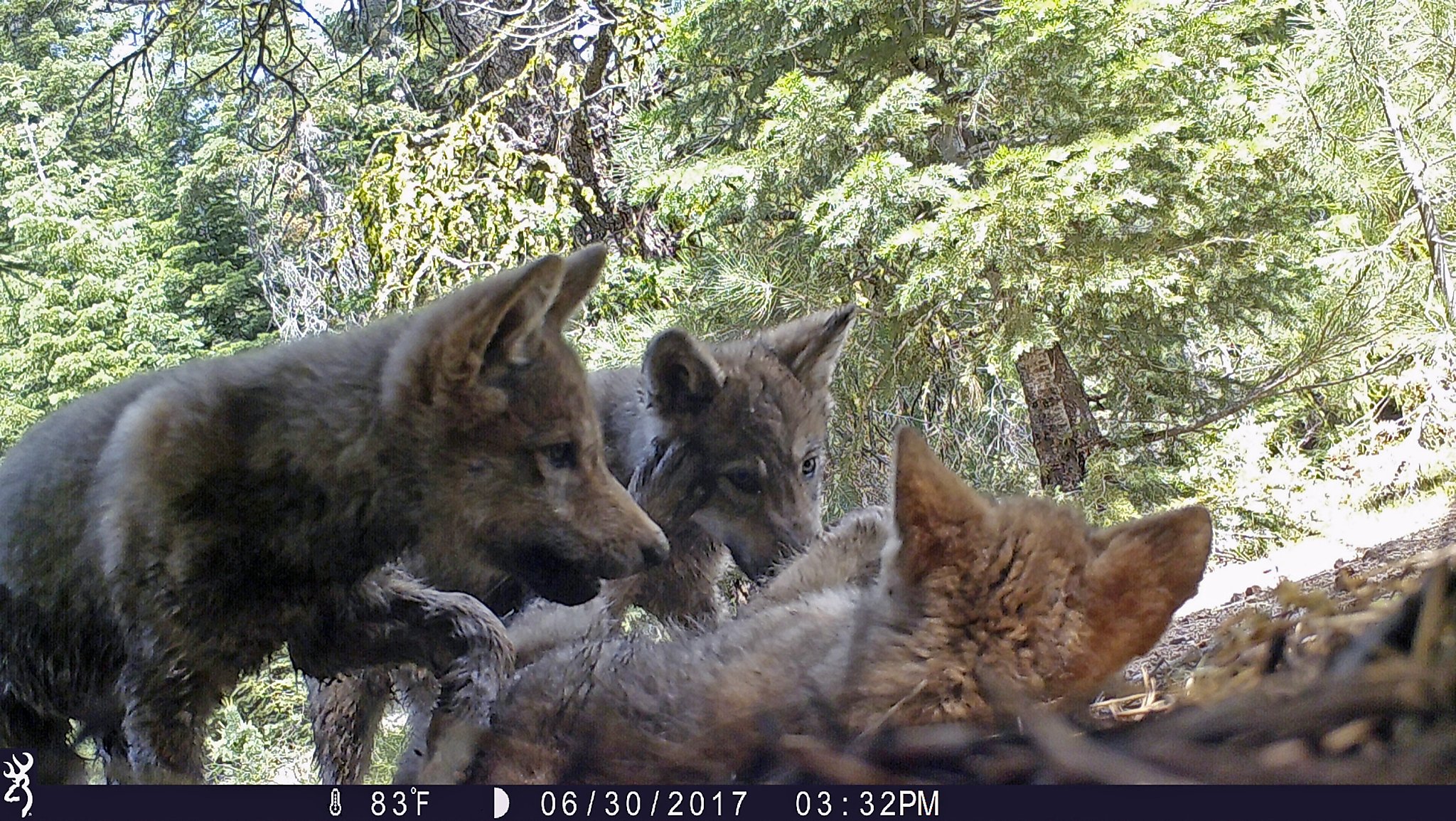 Endangered gray wolf in California must be protected, court rules