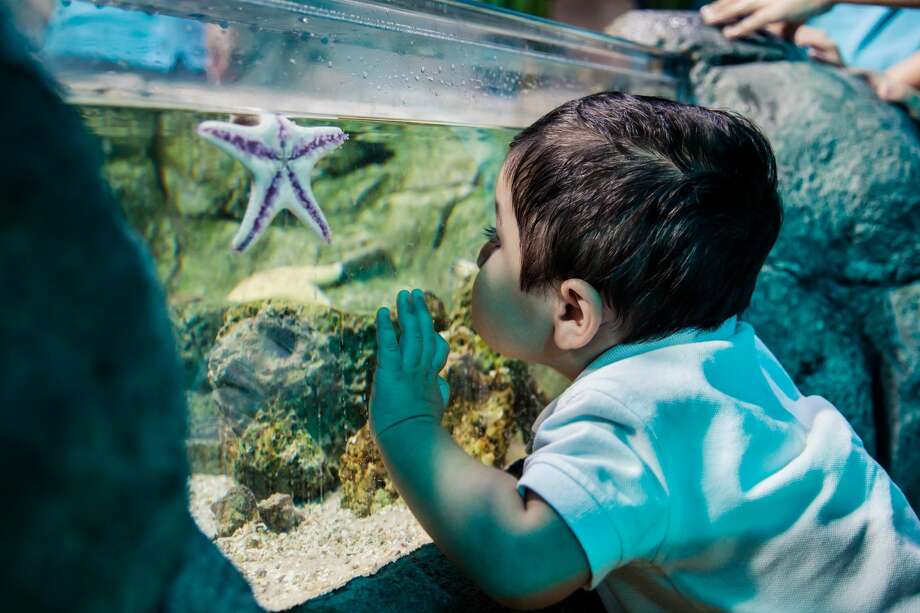 San Antonio's newest aquarium pushes back opening date for the third ... - 920x920