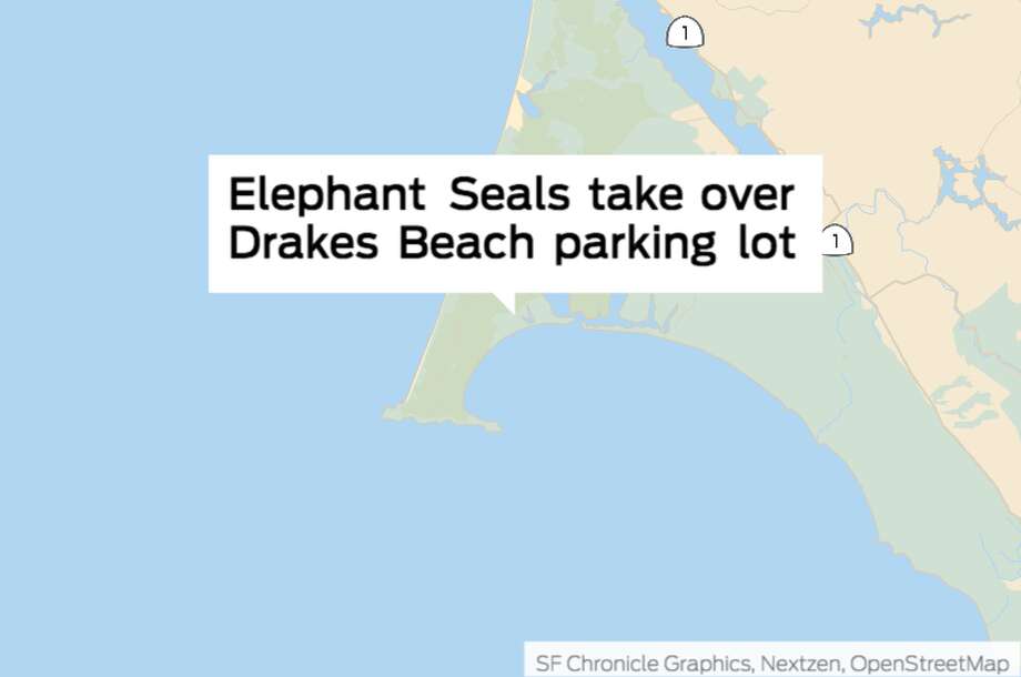 Elephant seals take over Drakes Beach parking lot. Photo: Chronicle Graphic