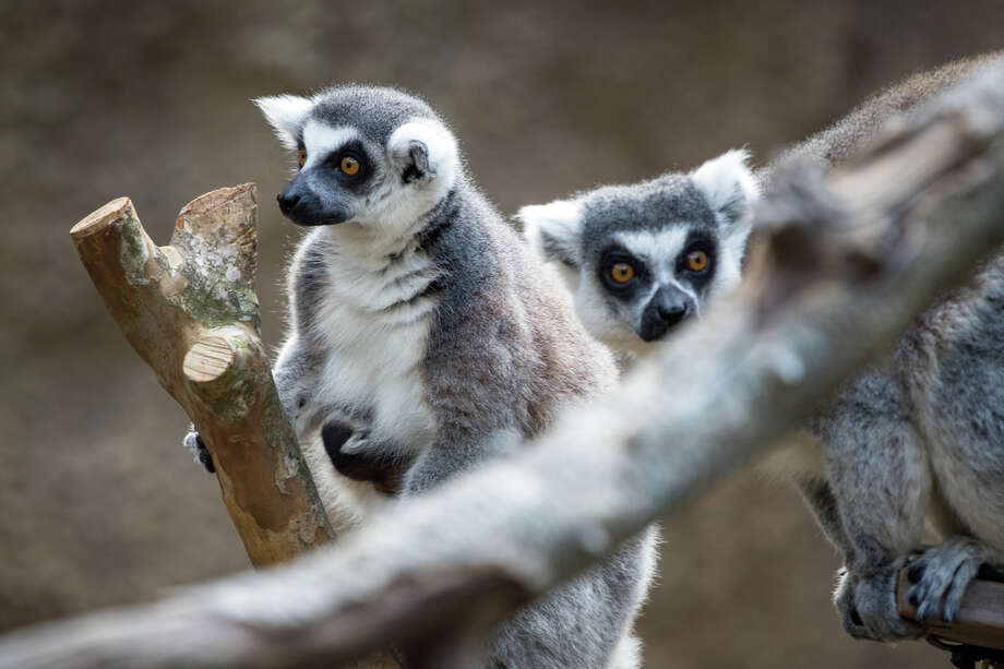 2 lemurs born at Houston Zoo - Houston Chronicle