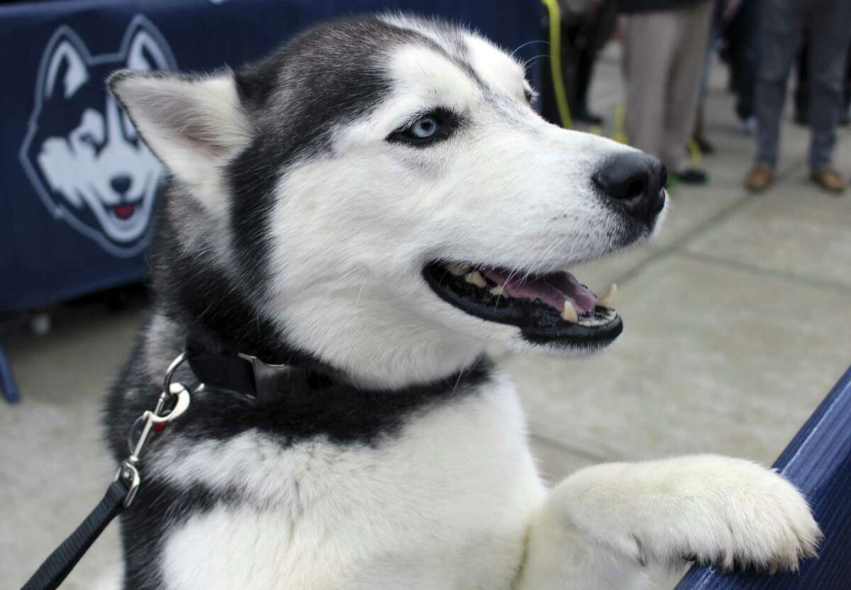VIDEO: College mascot dogs, including UConn's Jonathan the Husky, 'meet