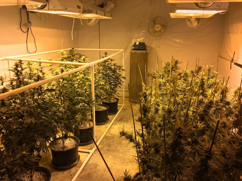 Marijuana grow house across from Needville high school raided by task force  - Laredo Morning Times