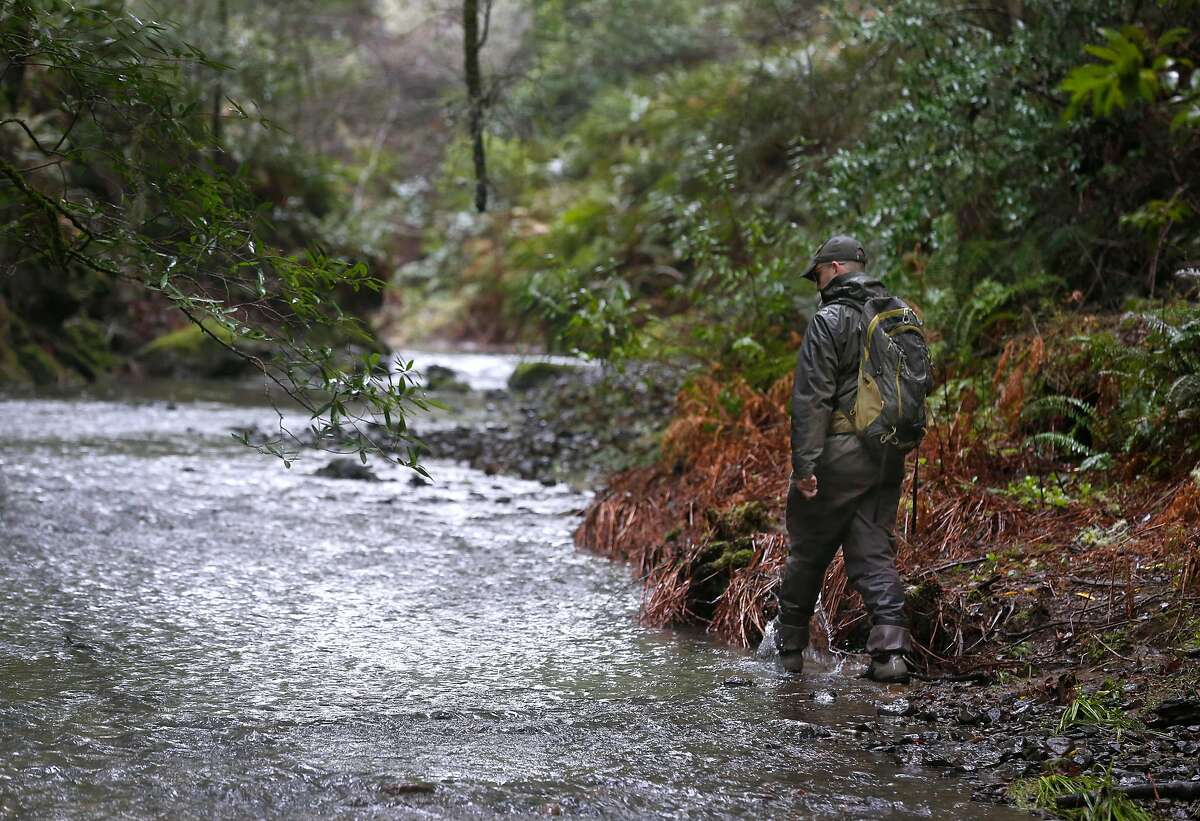 Eric Ettlinger, an aquatic biologist with the Marin Municipal Water District, monitors coho salmon spawning activity in a creek running through Devil's Gulch at Samuel P. Taylor State Park on Friday, Jan. 11, 2019.