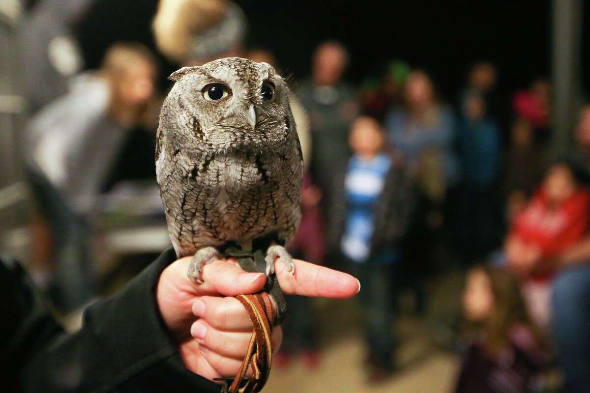 Looking for the Superb Owl? It's right here in Minnesota