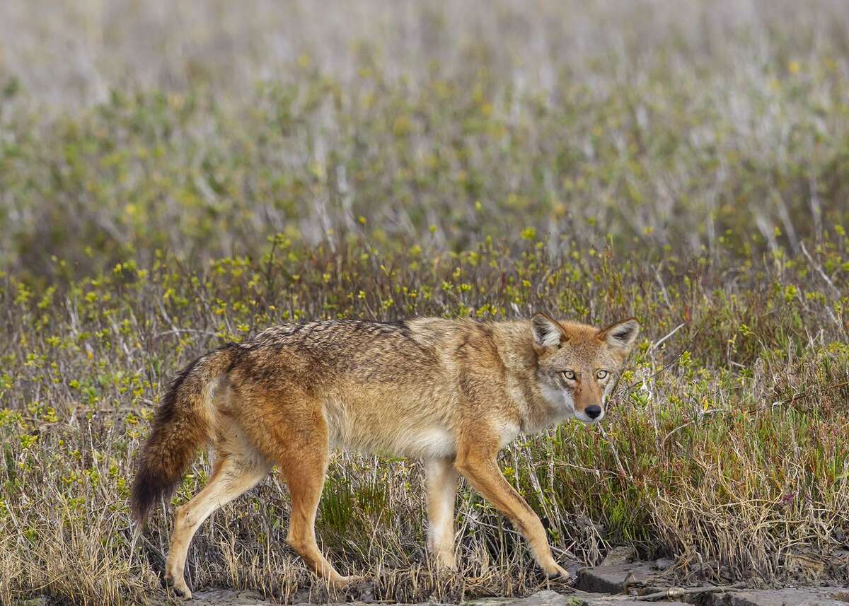 Coyotes range from Panama to Alaska. They are smart, stealthy, and tend to hunt at night. Photo Credit: Kathy Adams Clark. Restricted use.