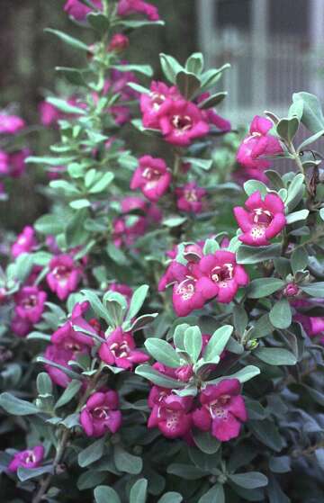 selective-pruning-helps-prepare-the-garden-for-spring-houstonchronicle