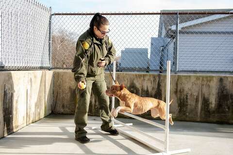 bridgeport animal shelter