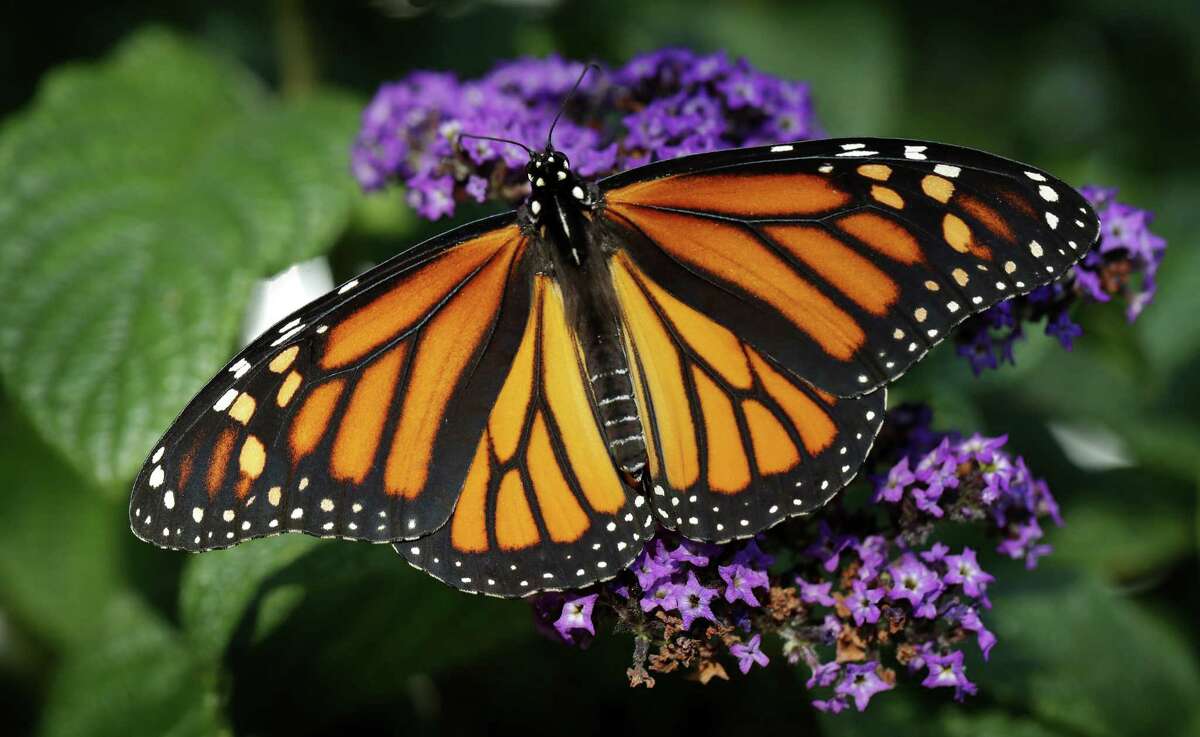 Expect 300 million monarch butterflies in Texas this season