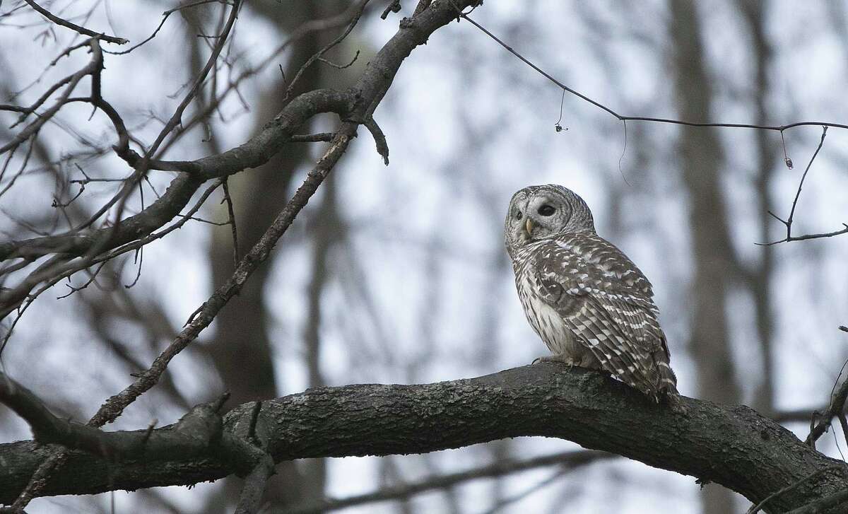 Reports of unusual owl behavior across Connecticut