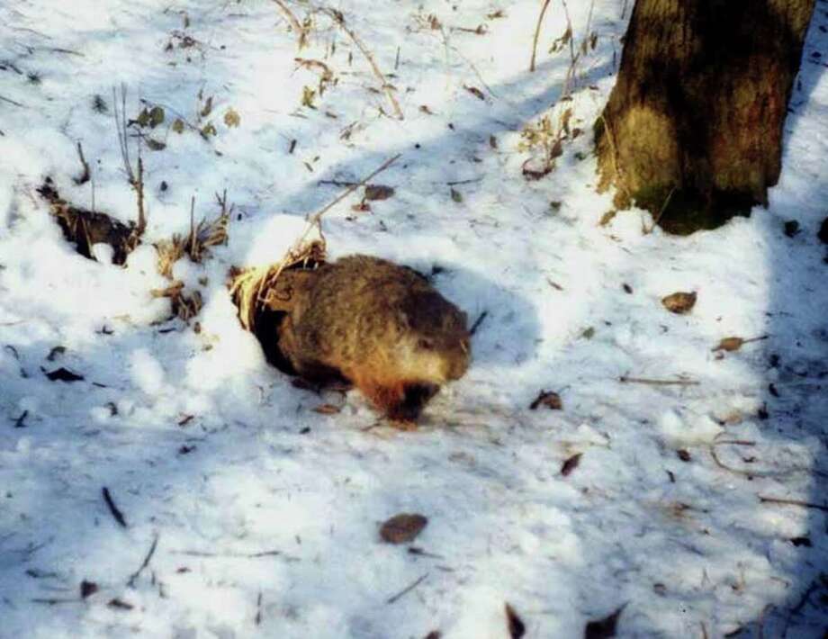 Why Do Groundhogs Emerge On February 2 Its About Sex Sfgate 0936