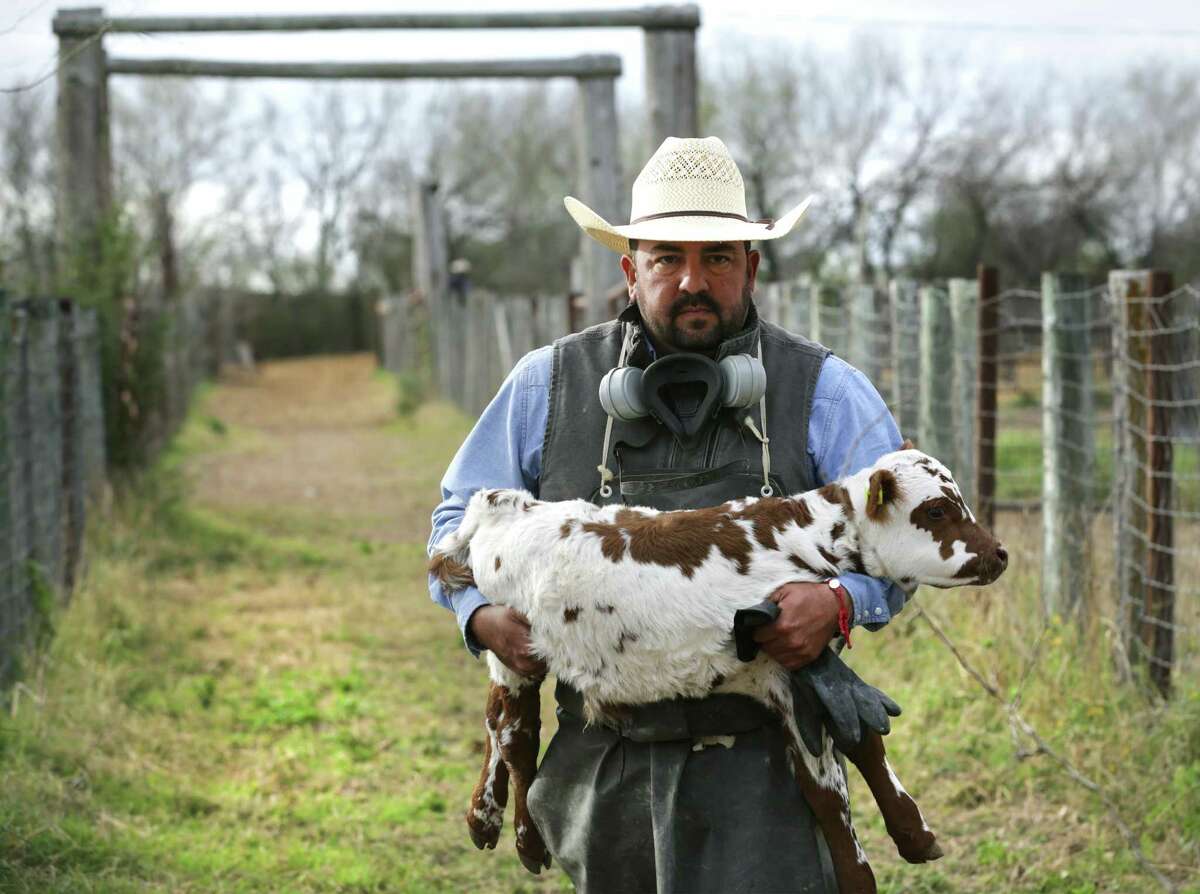 A calf is carried to rejoin the herd after the herd was treated for cattle fever ticks along the Rio Grande near San Ygnacio, TX, on Friday Jan. 25, 2019. The Mecom family owns the ranch and Lannie Mecom is in favor of building a wall.
