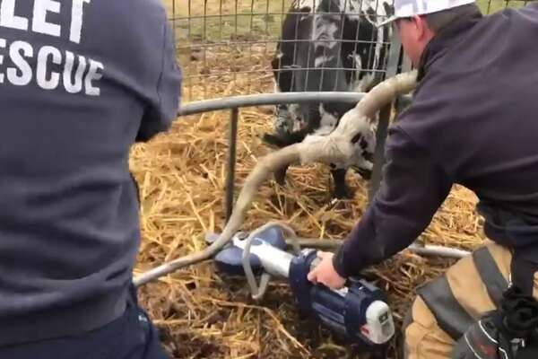 Texas Firefighters Use New Technology To Rescue Trapped Longhorn