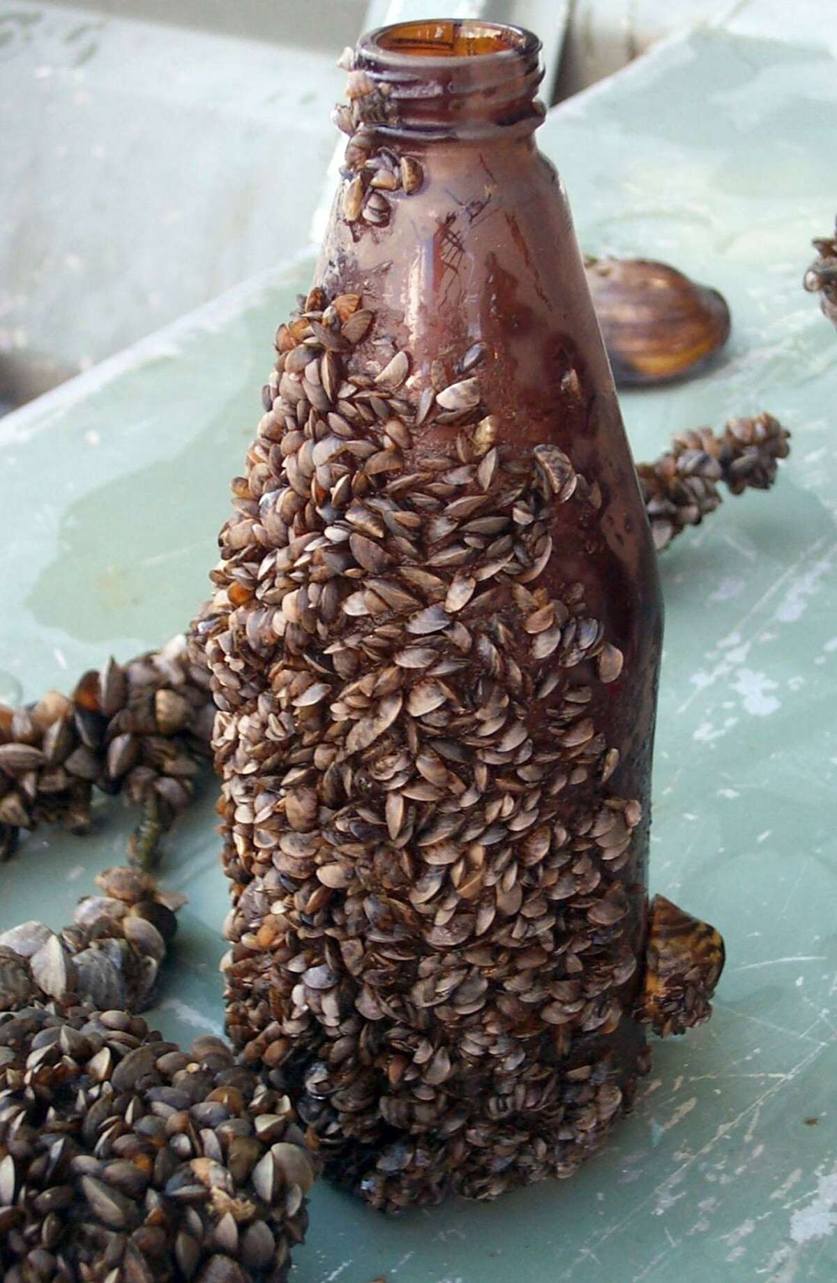 Don’t let invasive zebra mussels, a non-native species, infect Candlewood Lake.