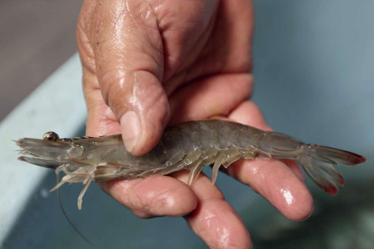 Updated Texassized shrimp dream at long last proves viable